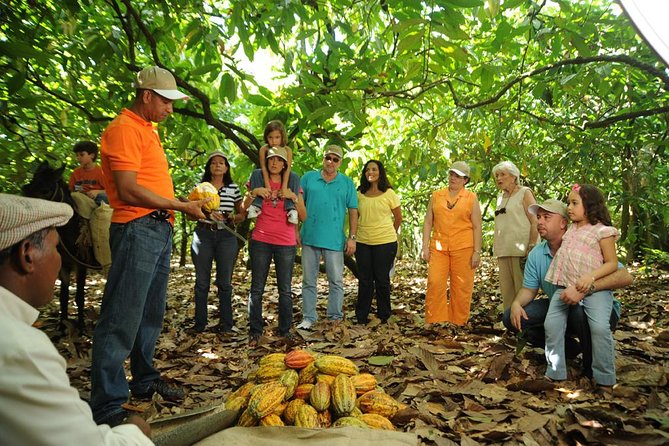 Cacao Plantation